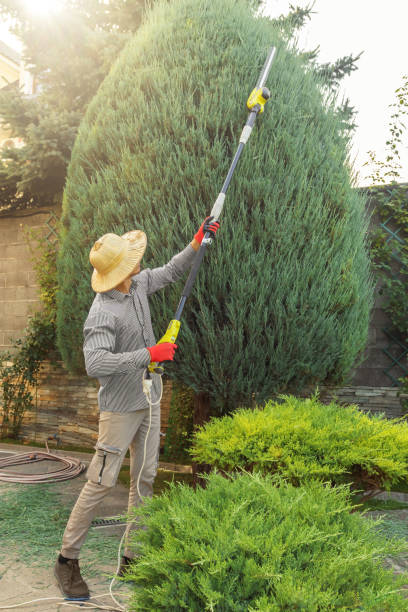 Trusted Hoffman Estates, IL Tree Care Services Experts